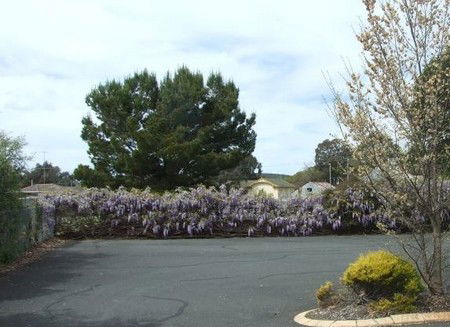 Lilac City Motor Inn & Streakhouse - Accommodation Southport 1