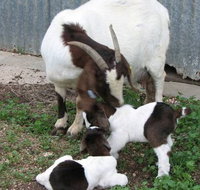 Redwing Shearer's Quarters - Accommodation Southport