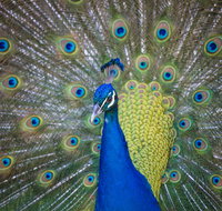 Willunga Peacock Farm Bed and Breakfast - Accommodation Southport