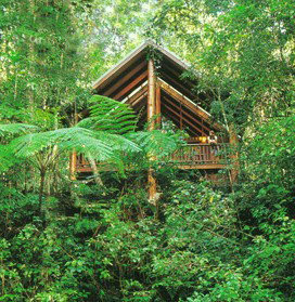 The Canopy Rainforest Tree Houses And Wildlife Sanctuary - Southport Accommodation 5