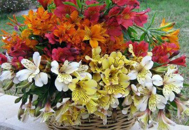 Huon Valley Bed And Breakfast - Accommodation Southport 3