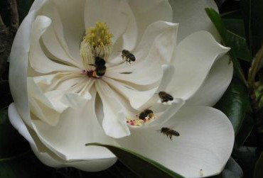 Huon Valley Bed And Breakfast - Accommodation Southport 5