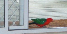 Azalea Cottage - Accommodation Southport 5