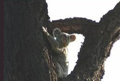 Hillsdale Hideaway Bed And Breakfast - Accommodation Southport 5