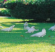 Aurora Kakadu - Accommodation Southport