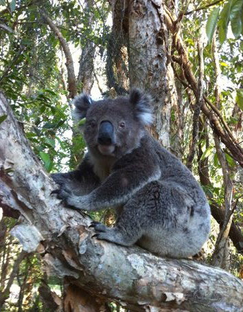 O'Carrollyns At One Mile Beach - Accommodation Southport 0