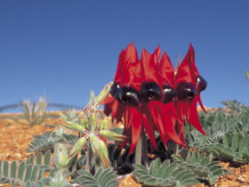 Andamooka Motel - Accommodation Southport 0