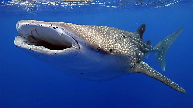 Exmouth Holiday Homes - Accommodation Southport