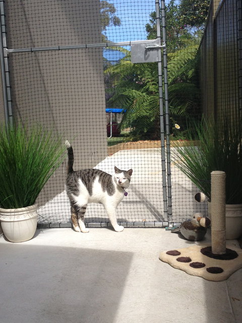 Caringbah Cat Hotel - Accommodation Southport 0