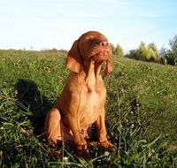 Wingham Pet Motel - Southport Accommodation