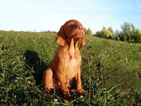 Wingham Pet Motel - Southport Accommodation 0