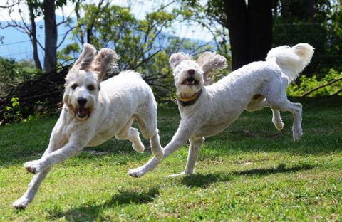 Wingham Pet Motel - Southport Accommodation 4