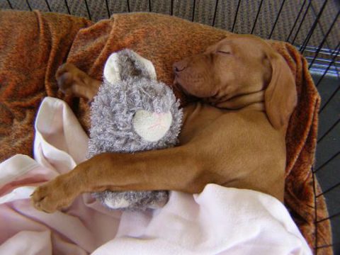 Wingham Pet Motel - Southport Accommodation 6