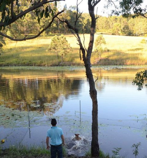 Wingham Pet Motel - Southport Accommodation 7