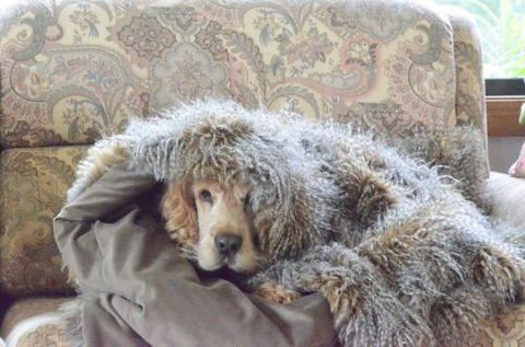 Wingham Pet Motel - Southport Accommodation 8