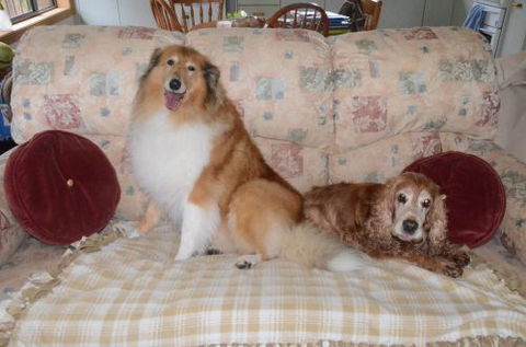 Wingham Pet Motel - Southport Accommodation 9