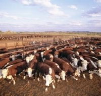 Bond Springs Outback Retreat - Accommodation Southport