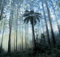 Tower Motel Marysville - Accommodation Southport