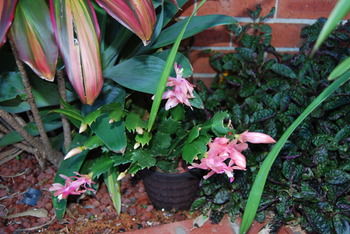 Cutmore Cottages - Bagala Bungalow - Accommodation Southport 35