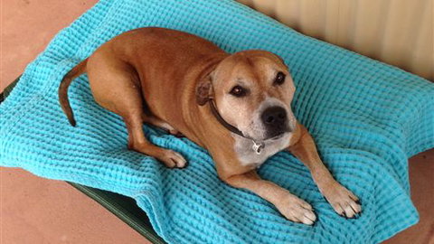 Bells By The Beach Holiday House Ocean Grove - Accommodation Southport 1