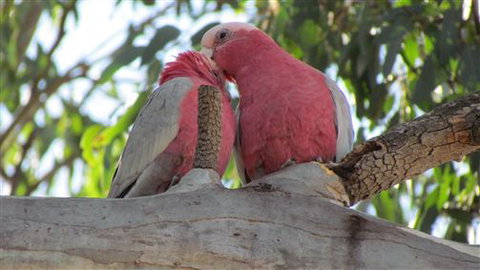 River Gardens Bed And Breakfast Farmstay - Southport Accommodation 6