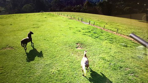 Farm Accommodation - Accommodation Southport 4