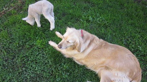 Bellevue Farmstay - Accommodation Southport 2