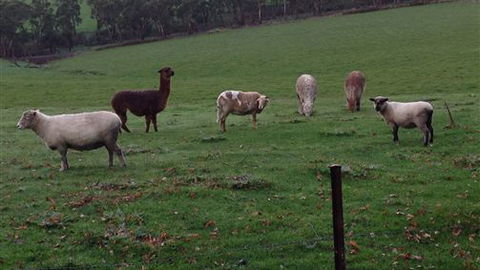 Bellevue Farmstay - Accommodation Southport 6