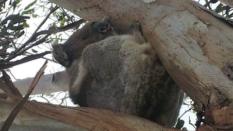 Bellevue Farmstay - Accommodation Southport 7