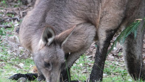 Venus Bay Eco Retreat - Accommodation Southport 7