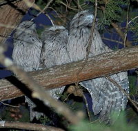 BIG4 Kelso Sands Holiday  Native Wildlife Park - Accommodation Southport