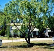 Blue Topaz Caravan Park  Camping Ground - Southport Accommodation