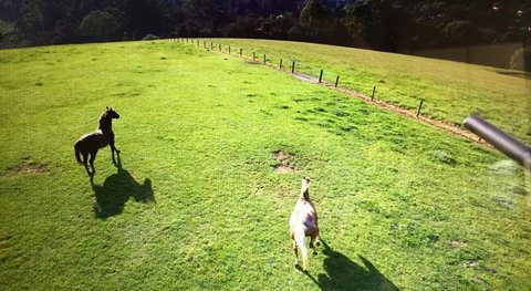 Farm Accommodation - Accommodation Southport 8