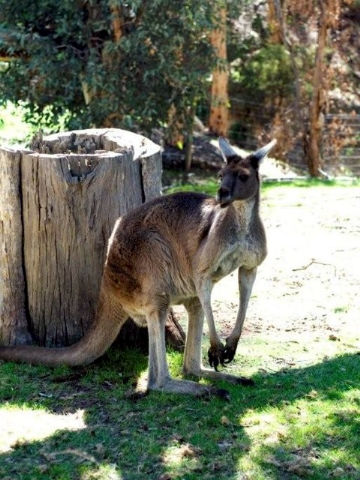 Toodyay Holiday Park & Chalets - Accommodation Southport 3