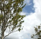 Glen Villa Resort and Tourist Park Casino - Accommodation Southport