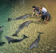 Tangalooma Wild Dolphin Resort - Accommodation Southport