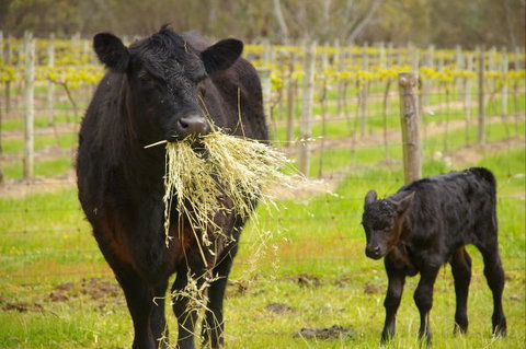 Naimanya Cottage - Accommodation Southport 5