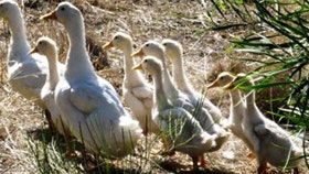 Duck Duck Goose Bed And Breakfast - Southport Accommodation 0