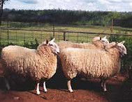 Camerons Farmstay - Accommodation Southport 2