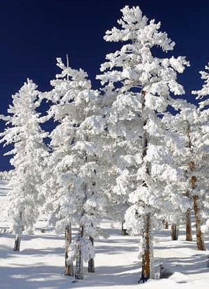 Mt Buller Apartment Management Services - Accommodation Southport 0