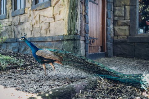 Castle Suites - Kryal Castle - Southport Accommodation 5