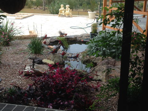 BellbirdHill Bed And Breakfast - Southport Accommodation 4