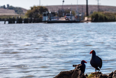 Narrung Ferry Camp Ground - Accommodation Southport 1