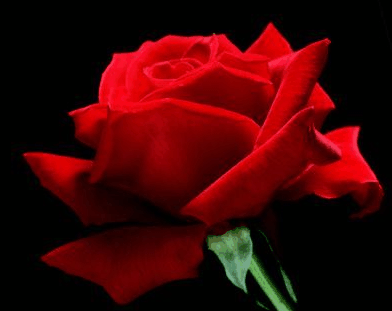 Villa Della Rosa Bed And Breakfast - Accommodation Southport 4