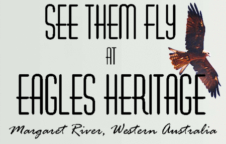 Eagles Heritage Raptor Wildlife Centre - Southport Accommodation 0