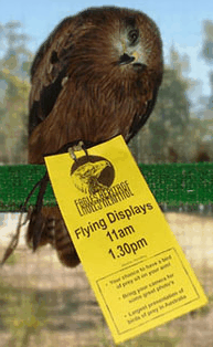 Eagles Heritage Raptor Wildlife Centre - Southport Accommodation 1