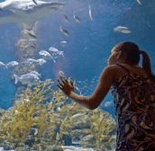 The Aquarium of Western Australia - Accommodation Southport