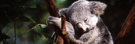 Koala and River Cruise by Mirimar Cruises - Accommodation Southport