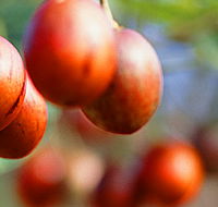 Tropical Fruit World - Accommodation Southport