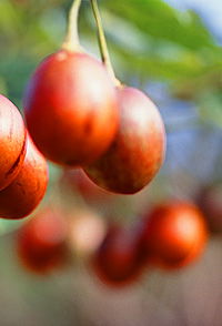 Tropical Fruit World - Accommodation Southport 0